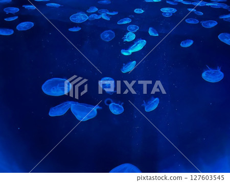 Jellyfish floating in water Jellyfish floating in water 127603545