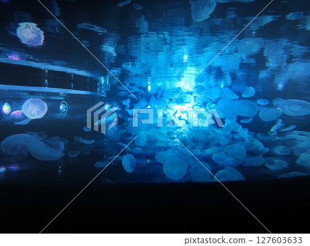 藍色水母 藍色水母 127603633