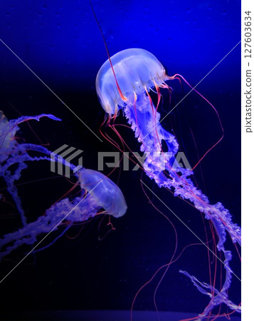 漂浮的水母 漂浮的水母 127603634