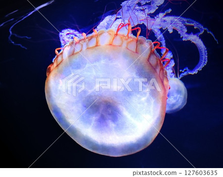 有水母的水族館 有水母的水族館 127603635