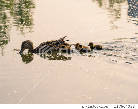 A female mallard swimming together brood of ducklings 127604058