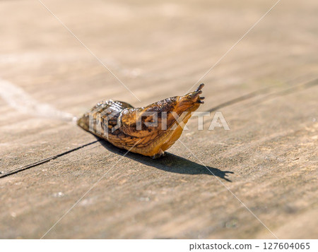 A slug crawling on a wooden surface. Macro photography 127604065