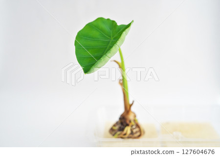 從芋頭中長出的子葉（夏季、六月） 127604676