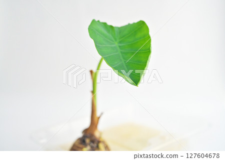 Cotyledons emerging from a piece of taro (Summer, June) Cotyledons emerging from a piece of taro (Summer, June) 127604678