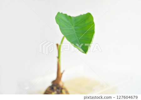 Cotyledons emerging from a piece of taro (Summer, June) Cotyledons emerging from a piece of taro (Summer, June) 127604679