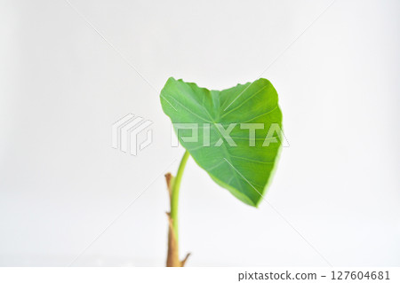 從芋頭中長出的子葉（夏季、六月） 127604681