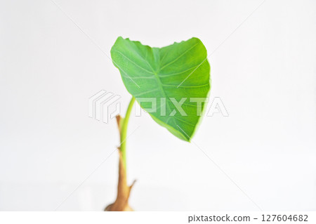 從芋頭中長出的子葉（夏季、六月） 127604682