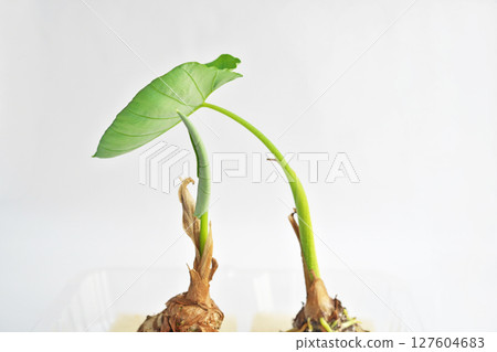 從芋頭中長出的子葉(夏季、六月) 從芋頭中長出的子葉(夏季、六月) 127604683