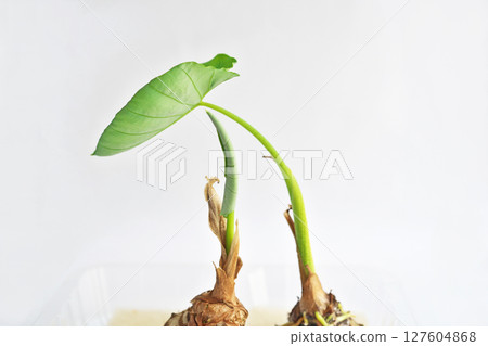 芋頭長出的芽和子葉（夏季、六月） 127604868