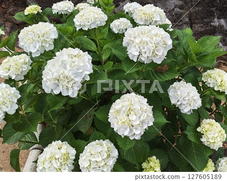 寺院內盛開的純白色繡球花 寺院內盛開的純白色繡球花 127605189