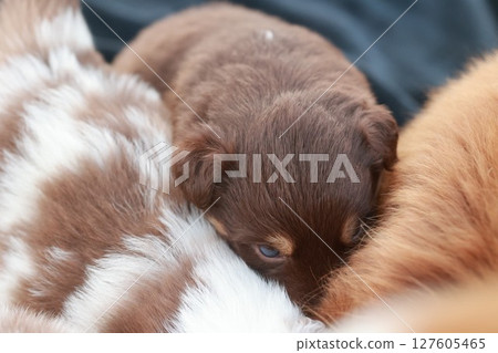 Brown puppy is sleeping on a white dog's back 127605465