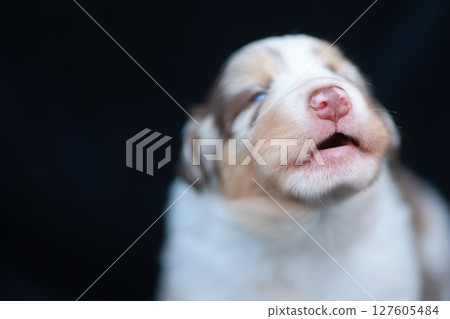 Puppy with a pink nose is looking up at the camera Puppy with a pink nose is looking up at the camera 127605484