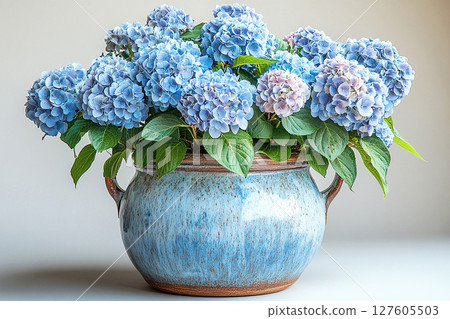 Big Hydrangea bush in rustic pot with fleshy leaves and pink flowers on a white background. 127605503