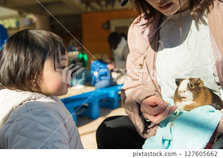 [相模原市麻溝公園動物遊樂區，一歲兒童正在觀察天竺鼠] 127605662