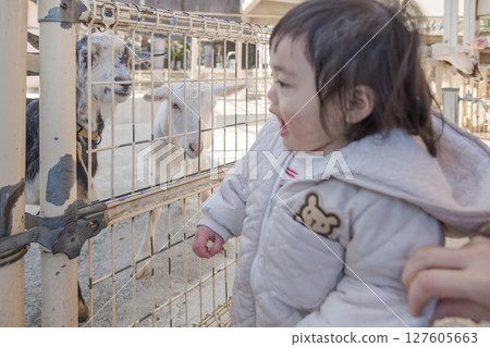 [相模原市麻溝公園動物遊樂區，一歲兒童正在看山羊] 127605663