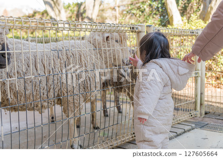 [相模原市麻溝公園動物遊樂區，一歲兒童正在觸摸綿羊] 127605664