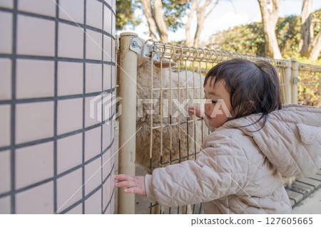 [相模原市麻溝公園動物遊樂區，一歲兒童正在觸摸綿羊] 127605665