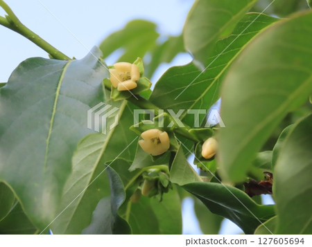 豆柿小花與綠葉的特寫 豆柿小花與綠葉的特寫 127605694