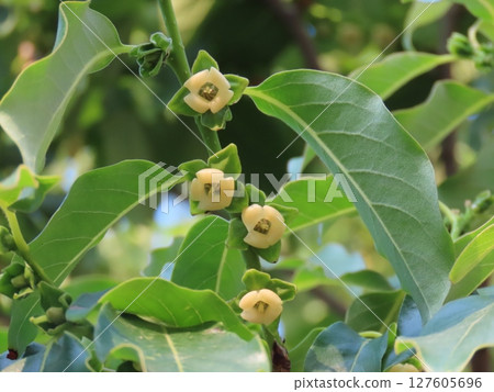 Close-up of small flowers of bean persimmon and green leaves Close-up of small flowers of bean persimmon and green leaves 127605696