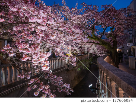 Illumination of Atami cherry blossoms in full bloom along the Atami Ito River Illumination of Atami cherry blossoms in full bloom along the Atami Ito River 127606084