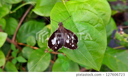 Grass Demon Butterfly Perched on Lush Greenery. Grass Demon Butterfly Perched on Lush Greenery. 127606723