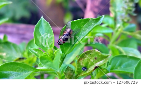 Insect Pair on Lush Basil Foliage. Insect Pair on Lush Basil Foliage. 127606729