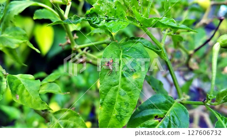 Orange Jumping Spider on Chili Leaf. 127606732