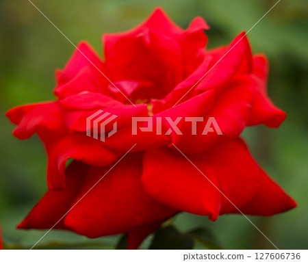 Rose Osaka's red roses 127606736