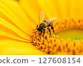 A bee is on a yellow flower 127608154