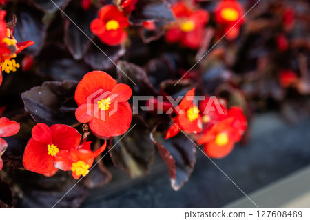 Close up of blooming begonia cucullata or wax begonia Close up of blooming begonia cucullata or wax begonia 127608489