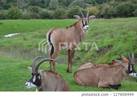 羚羊 127608494