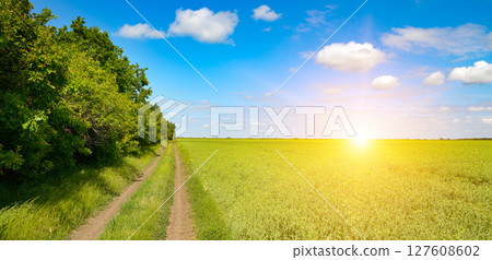 Bright sunrise on young pea field and blue sky with white clouds. Bright sunrise on young pea field and blue sky with white clouds. 127608602