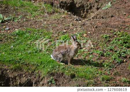 wild rabbit  127608619