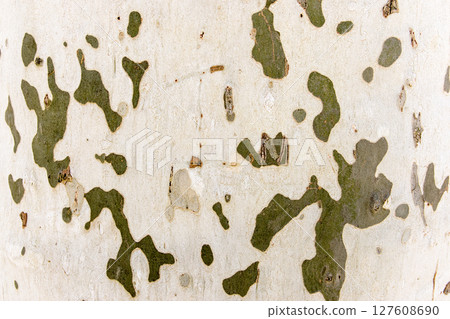 Natural tree bark with embossed texture. The green moss. Natural tree bark with embossed texture. The green moss. 127608690