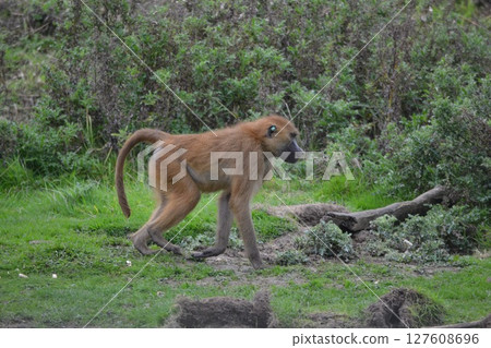 地幔巨大 127608696