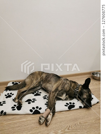 Sleeping dog resting comfortably on a soft blanket in a cozy indoor space while a food bowl sits nearby on wooden flooring 127608775