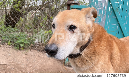 Elderly dog with soulful eyes rests near a colorful fence in a peaceful outdoor setting during a bright afternoon Elderly dog with soulful eyes rests near a colorful fence in a peaceful outdoor setting during a bright afternoon 127608789