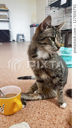 Cat sits beside a yellow mug while looking curiously in a cozy indoor space with soft lighting Cat sits beside a yellow mug while looking curiously in a cozy indoor space with soft lighting 127608791
