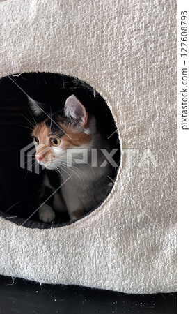 Curious cat explores cozy hideaway in a cat house during a sunny afternoon indoors 127608793