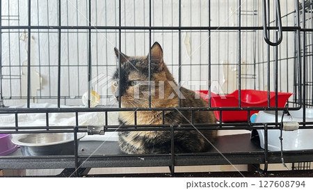 Cat resting inside a metal cage in an animal shelter during daytime, waiting for a new home with hopeful eyes and a calm demeanor 127608794