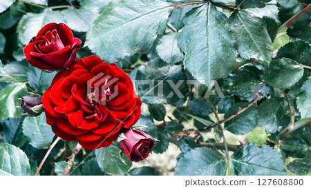 red garden roses, summer ecthetics of aromatic bloom red garden roses, summer ecthetics of aromatic bloom 127608800