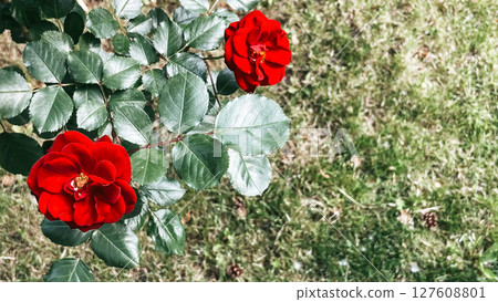 red garden roses, summer ecthetics of aromatic bloom red garden roses, summer ecthetics of aromatic bloom 127608801