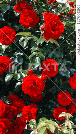 red garden roses, summer ecthetics of aromatic bloom 127608805