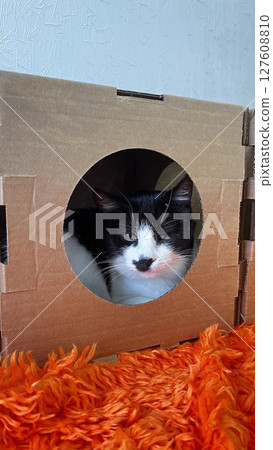 Curious cat peeking out from a cardboard box on a cozy orange blanket in a warm indoor space 127608810