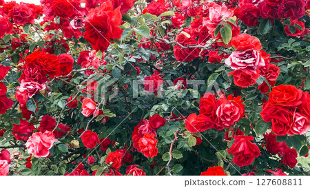 red garden roses, summer ecthetics of aromatic bloom 127608811