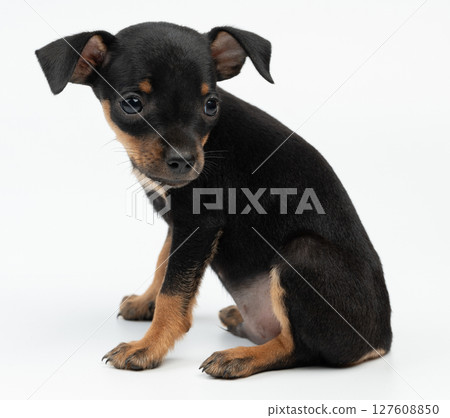 Cute pinscher puppy dog 127608850