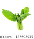 Fresh Bok Choy on White Background 127608935