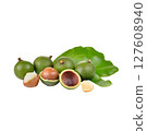 macadamia nut on white background 127608940