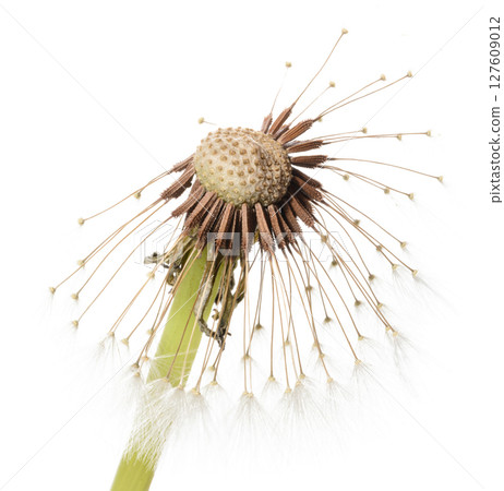 Close-up of a dandelion in the seed ripening phase, most of which have already dispersed, against a white background. 127609012