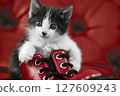Adorable kitten riding in red boots Adorable kitten riding in red boots 127609243
